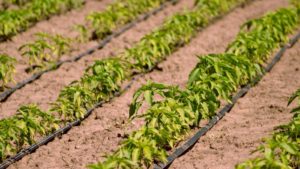 Μάρκετινγκ αγροτικών προϊόντων